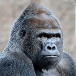 Meet your Posher, Bob